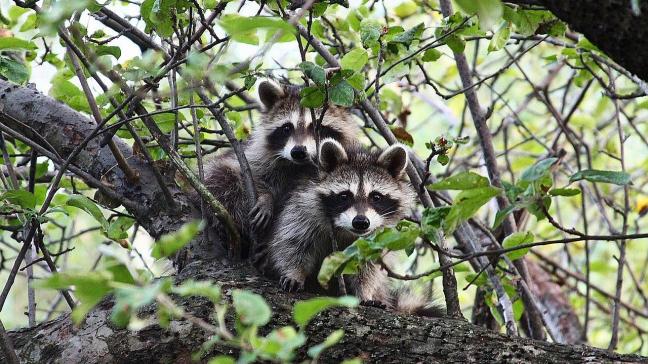 Baylisascaris procyonis werd opgemerkt bij 6 wasberen in Wallonië.