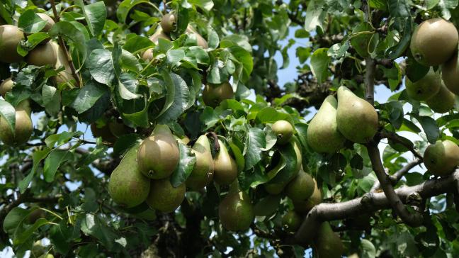 Zowel de Belgische peren- als de appelenoogst wordt dit jaar gevoelig lager ingeschat.