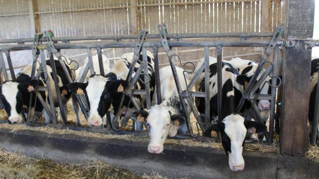 Ook in Frankrijk zijn de eerstehaarden van het blauwtongvirus vastgesteld.