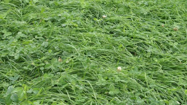 Het behoud van meerjarig grasland is de populairste maatregel. 8.333 landbouwers vroegen die aan.