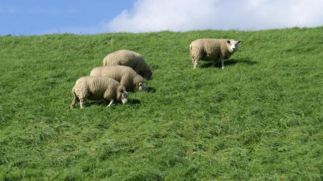 Er zijn intussen al 303 haarden van blauwtong bij schapen in België.