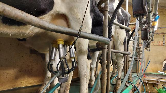 Holstein rassen blijven de meest productieve melkkoeien in België.