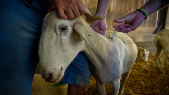 Vaccinatie van geiten tegen blauwtong in Frankrijk.