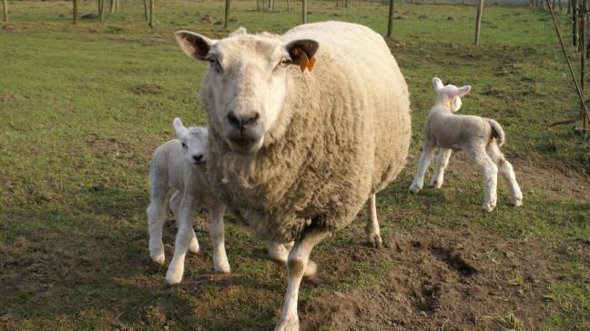 In Nederland grijpt het blauwtongvirus snel om zich heen.