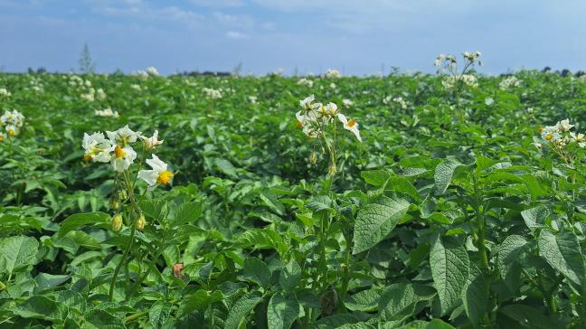 De Belgapomnotering voor vroege aardappelen daalt verder.