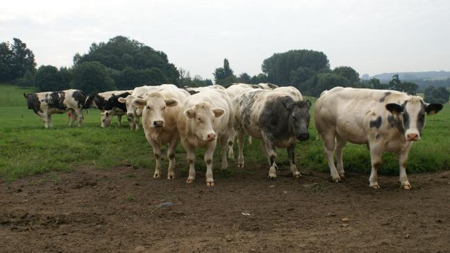 De gemiddelde prijs van BWB-koeien blijft gemiddeld 3,9 tot 4,25 euro per kg levend.