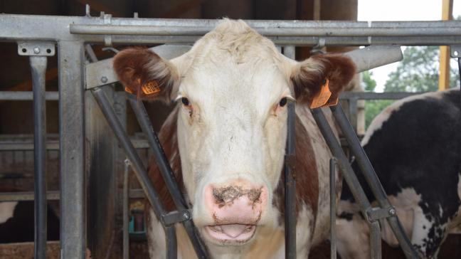 Boerenbondvoorzitter Lode Ceyssens noemt het verlies van ‘slapende’ NER’s een inbreuk op het eigendomsrecht.