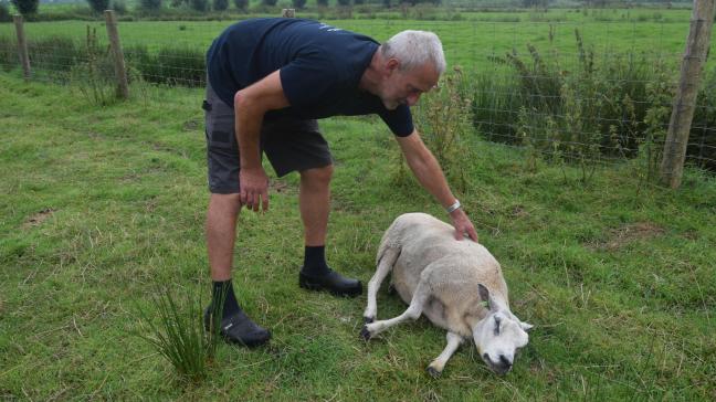 Dit schaap was zo verzwakt dat het niet meer kon rechtstaan. Waarschijnlijk sterft het vanavond nog, mijmert John Vermetten.