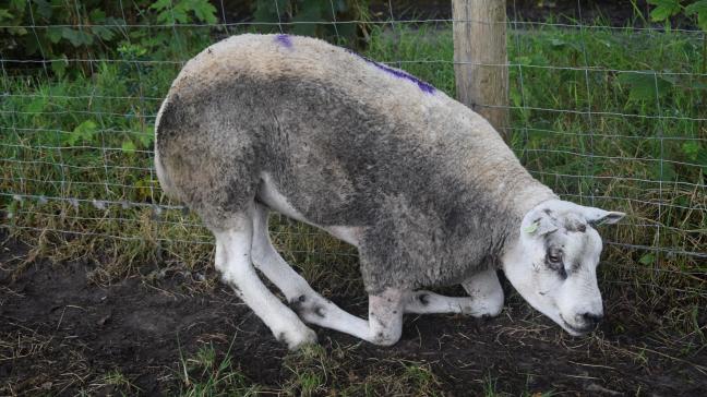 Schapen met blauwtong lopen kreupel.
