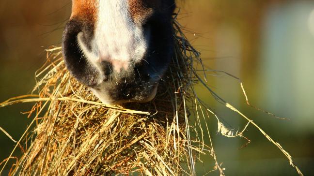 Dit hooiseizoen leerde onsdat we best een ‘hooibuffer’ van 2 maanden voorzien, zodat de nieuwe oogst tijd krijgt om uit te zweten.