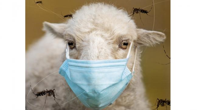edito-mouton-moustiques-web