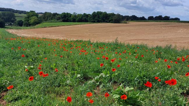 Natuurlijk Boeren vzw dagvaardt de Vlaamse overheid en stapt naar het Grondwettelijk Hof.
