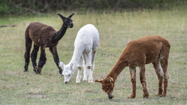 Het blauwtongvirus rukt nu ook op bij gezelschapdieren zoals alpaca's.