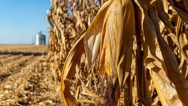 De recordopbrengsten in de Verenigde staten zijn te danken aan de optimale weersomstandigheden sinds het planten in de Corn Belt.