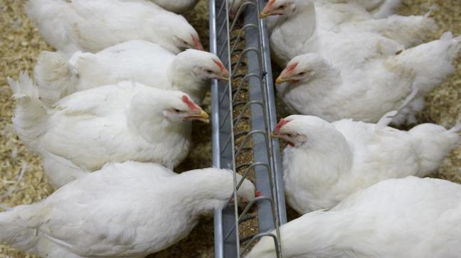 Vandaag de dag is de standaardkip de meest duurzame productie op het vlak vaneconomie en CO2-voetafdruk.