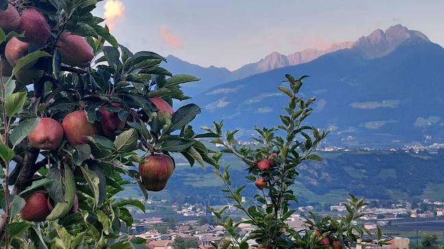 De valleien van Zuid-Tirol vormen het hart van de Italiaanse appelproductie, met ook veel wijnbouw. Op de bergflanken wordt vee gehouden en zijn er veel bossen.