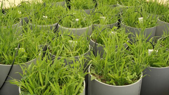 Simon Reynaert, bioloog aan de Universiteit Antwerpen, onderzocht hoe lange periodes van droogte en regen graslanden beïnvloeden.