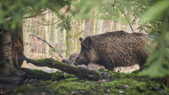 Ook in Italie breidt het gebied met Afrikaanse varkenspest bijwilde zwijnen alsmaar uit. Dit jaar zijn er in heel Italië al 1.136 besmette wilde zwijnen gevonden