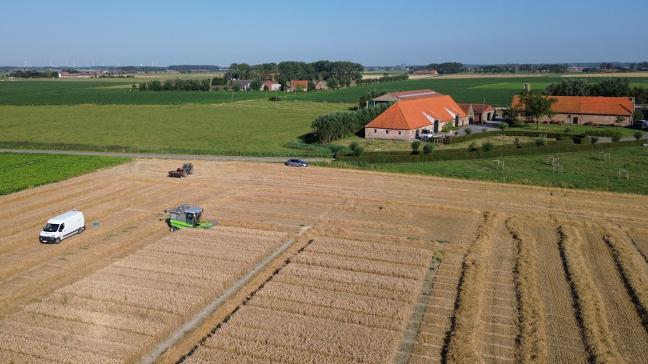Het LCG-rassenonderzoek in wintertarwe nam 37 variëteiten mee in zijn onderzoek.
