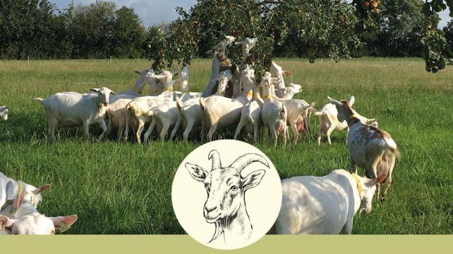 Op zaterdag 7 september van 10 tot 18 uur ben je welkom bij geitenboerderij en kaasmakerij ’t Reigershof in De Haan.