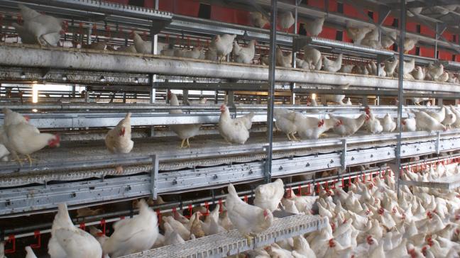 In het onderzoeksproject Legmoni werd het welzijn van leghennen in het slachthuis gemonitord.