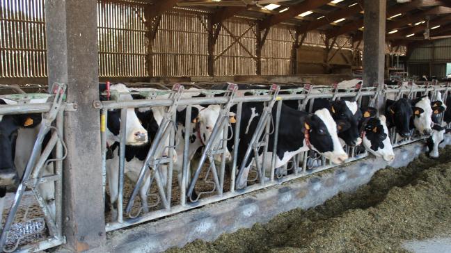 In België zijn er meer beslagen met runderen dan met schapen waar blauwtong vastgesteld werd.