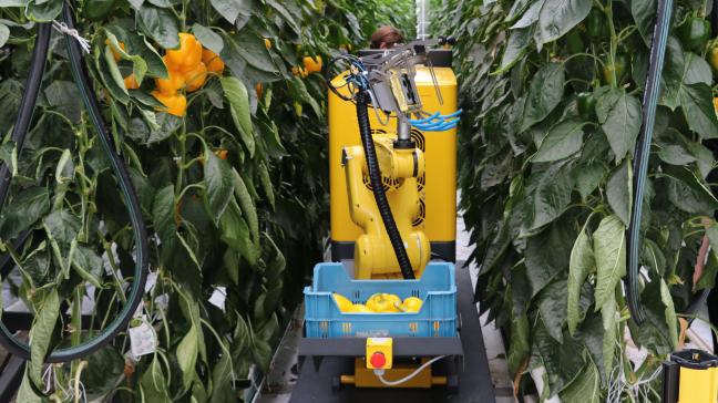 Vooral groente- en fruittelers maken hun bedrijf toekomstbestendig door te investeren in volautomatische oogstrobotten, zoals hier in de paprikateelt.