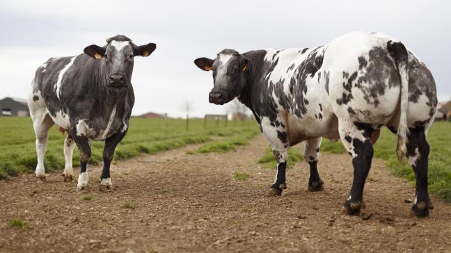 Coevia meldt deze week ongewijzigde prijsnoteringen voor BWB-runderen.