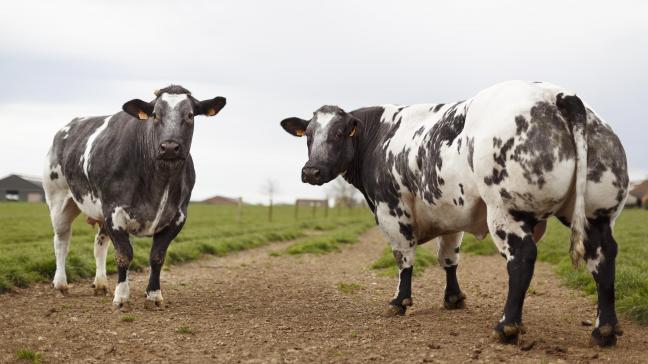 Hittestress heeft grote gevolgen voor  de vruchtbaarheid van vleesvee.