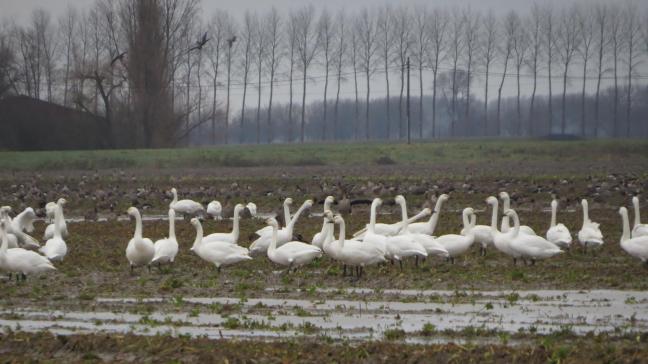 Door de oogstresten van suikerbieten langer te laten liggen, lok je de wintergasten weg uit de met wintergranen ingezaaide velden in de polders.