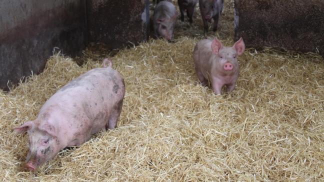 Het aantal Vlaamse landbouwers met biologische dierlijke productie valt terug met 6% ten opzichte van 2022. De biologische varkenshouderij lijkt wel te stabiliseren.
