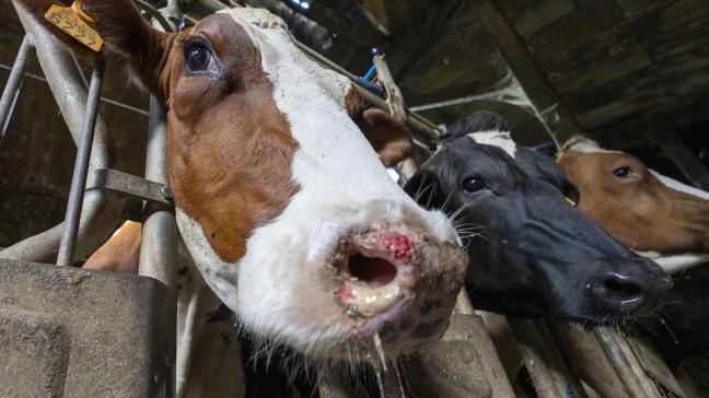 Sinds het blauwtongvirus in ons land is opgedoken zijn ongeveer 23.000 schapen en 36.000 runderen overleden aan de gevolgen ervan.