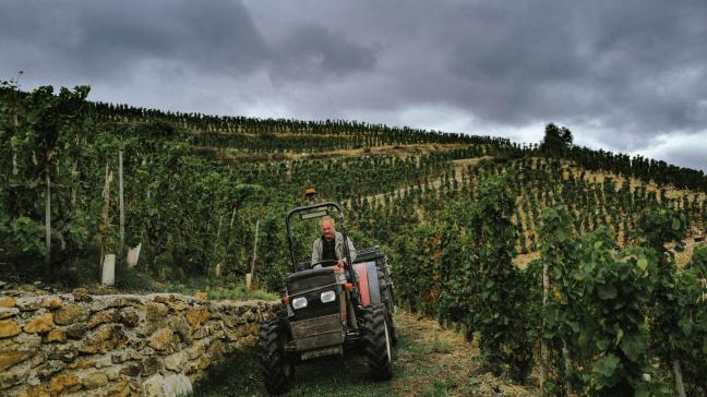 De Franse regering steunt wijnboeren die ermee willen stoppen.