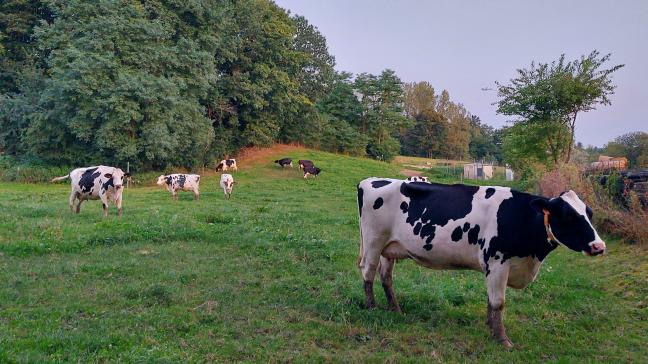 De Vlaamse regering heeft het flankerend beleid uit het stikstofakkoord goedgekeurd.