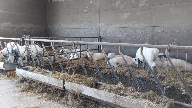 De prijzen voor BWB-runderen blijven ongewijzigd.