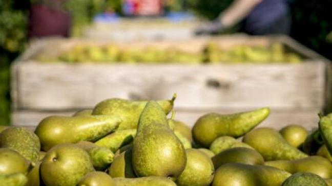 De klimaatscan geeft fruittelers inzicht in hoe duurzaam hun bedrijfsvoering is.