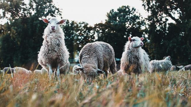 Vooral met veehouders blijft het moeilijk om te praten over het doden van dieren.