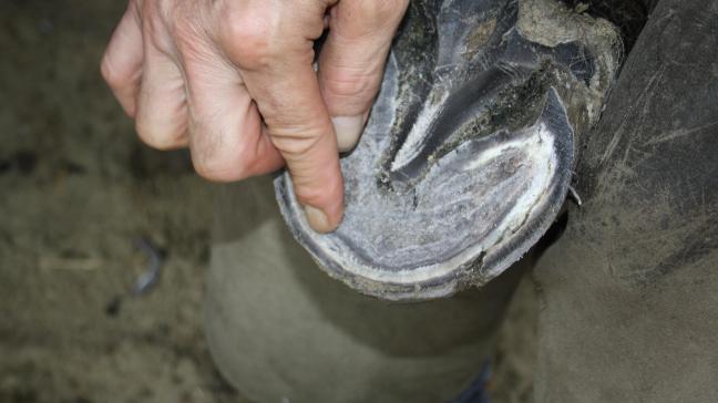 De witte lijn, hier bij een gezonde hoef van een paard dat 2 maanden geleden acuut hoefbevangen werd, na gaskoliek door grasopname. Bij laminitis is de witte lijn  opvallend breder. Dieet: zanduitloop met graskantjes, hooi van late snede begin juli, mineralen- en vitaminemengsel, een handje dieetvoer en een wortel ’s morgens  en ’s avonds.