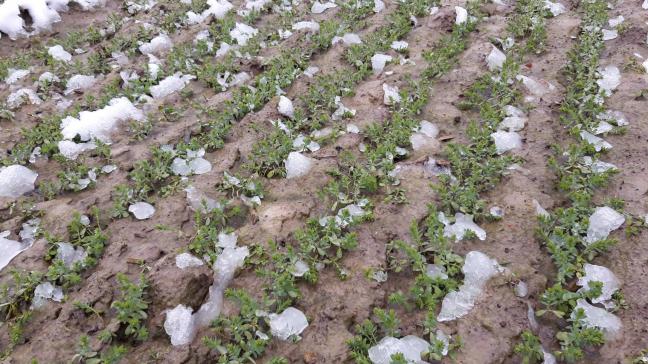 Inagro ziet dat er steeds meer wintervlas wordt uitgezaaid.