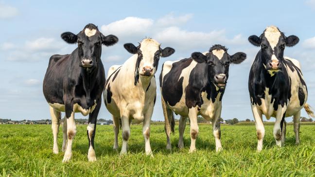 Blauwtong heeft effect op de melkproductie in Nederland in augustus. Die is de laagste in 10 jaar.