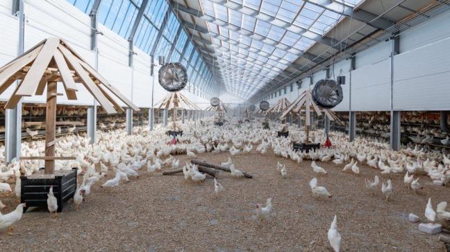 Kipster gaat er prat op dat de kippen klimaatneutrale eieren leggen, met respect voor het dier, de natuur en de mens.