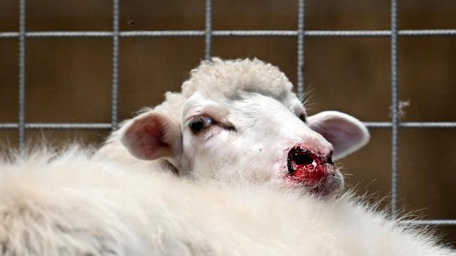 In Nederland is een nieuw type blauwtongvirus aangetroffen.