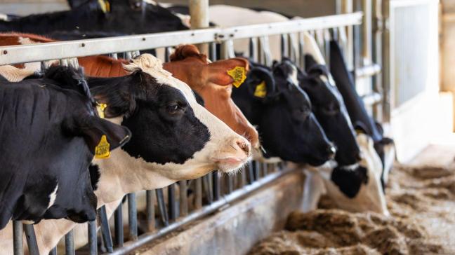 De Belgische melkprijs over oktober 2024 bij Vreugdenhil Dairy Foods is vastgesteld op 52,55 euro per 100 l melk, zonder btw.