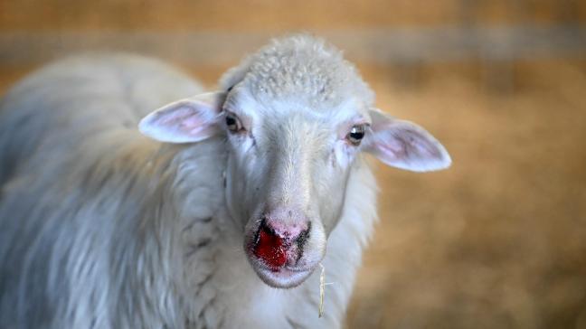 Door de natte weersomstandigheden en de uitbraak van het blauwtongvirus zakt de conjunctuurindex van de Vlaamse land- en tuinbouw dit najaar licht.