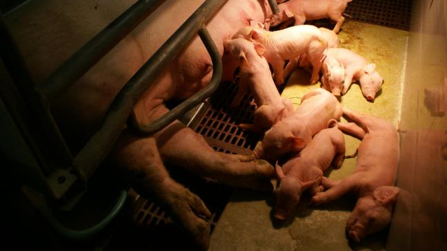 Een goede klauwverzorging is essentieel voor het welzijn en de productiviteit van je varkens en je zeugen.