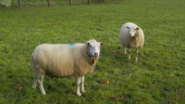 Leverbotinfecties vragen vooral aandacht in het najaar en in de winter