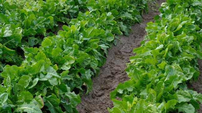 Professionele telers kweken witloofwortels op ruggen. In natte en zware bodems kan men ook in de moestuin best op ruggen telen.