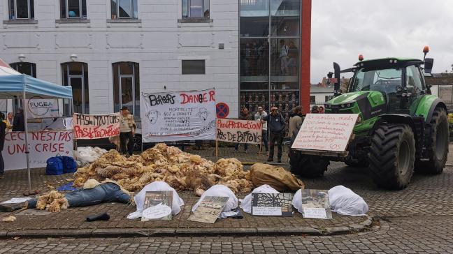 Vlaanderen kan niet dezelfde steun geven aan Wallonië aan veehouders wiens kudde getroffen is door blauwtong.