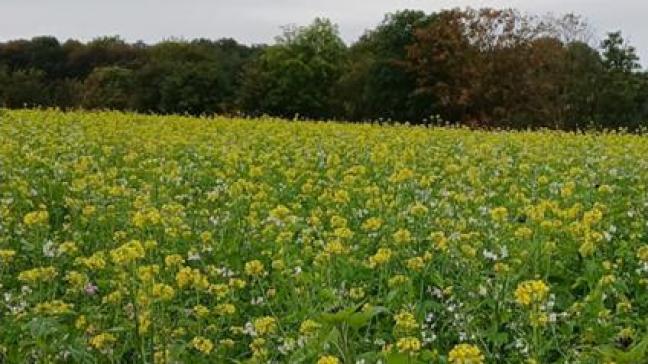 Opgelet voor de bloei van groenbemesters na bietenzaden die sinds 2019 met neonicotinoïden behandeld zijn.
