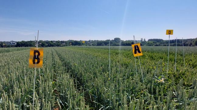 Op de Belgische rassenlijst zijn 6 nieuwe rassen ingeschreven.